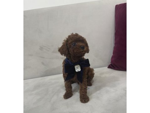 Yakışıklı erkek kore poodle yavrularım