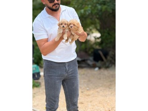 Çok sağlıklı malıtpoo bebekler 