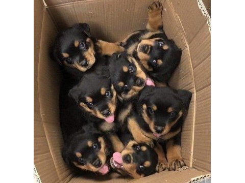 Rottweiler 2 - 2.5 erkek ve dişi üst düzey yavrular