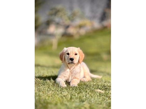 Baby face golden retriever bebeklerimiz