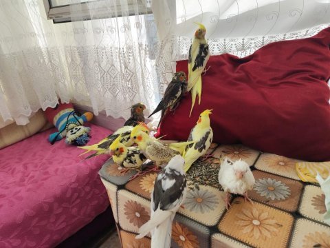 Ele alışık pier grey lutino sultan yavrular yeme düştü