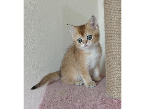 British shorthair golden 2 dişi ny11