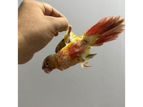 Mutasyon bebek pıneapple konur