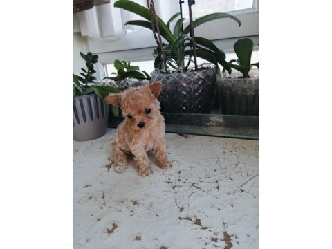 Micro tea cup poodle