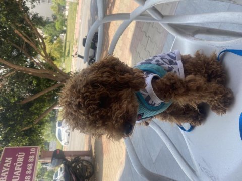 11 aylık poodle