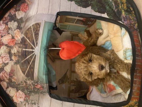 Anne baba belli toy poodle yavru