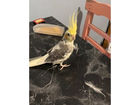 Sahiblendirilecektır