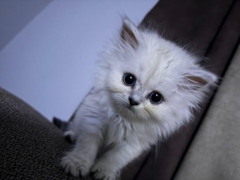 British longhair 2.5 aylık erkek