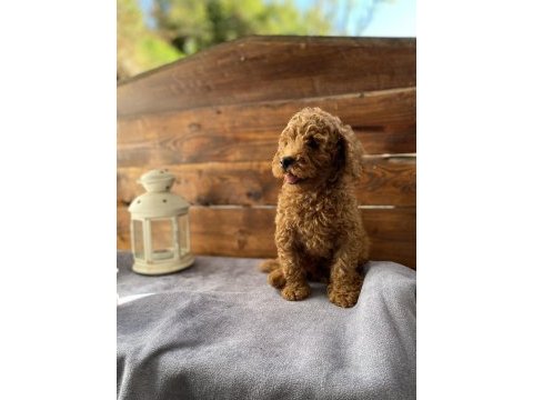 Son 2 yavrumuz uygun fiyatlı poodle