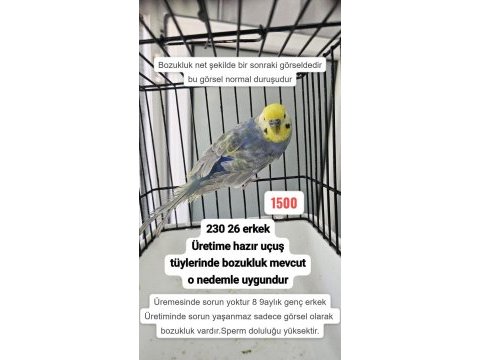 3 adet rainbow muhabbet kuşu uygun açıklamayı okuyun