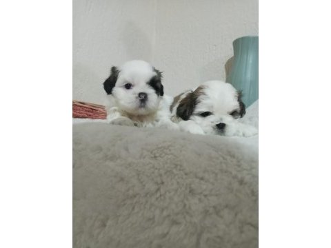 Orjinal shih tzu ev yavrularımız