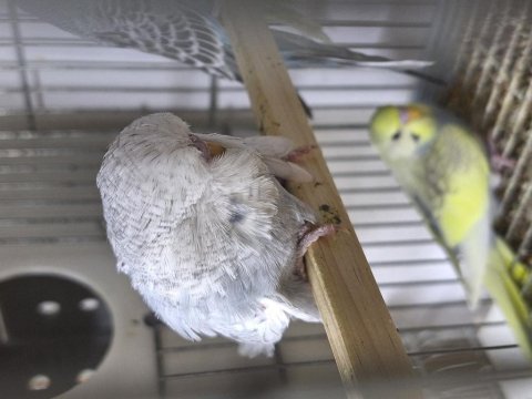 Yavru muhabbet kuşu ücretli