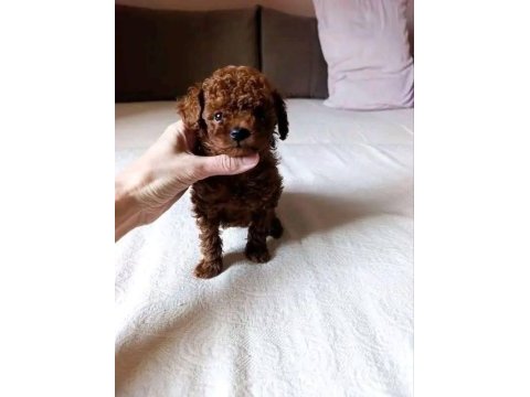 Teacup kore boy red poodle yurt dışından gelenler