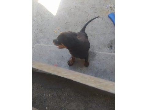 Orijinal çiftliğinden macar rottweiler köpekleri