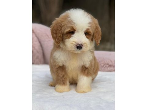 Show kalite giant (dev) poodle yavrular