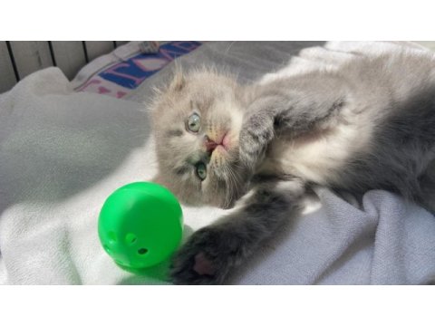 Erkek scottish fold 1.5 aylık