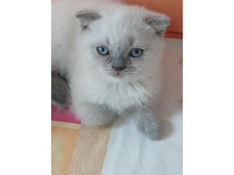 Scottish fold yavrularımız