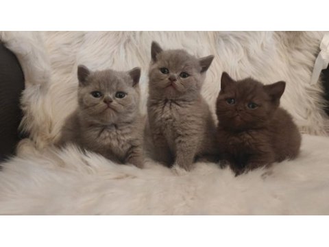 Cinnamon ve lilac british shorthair yavrular