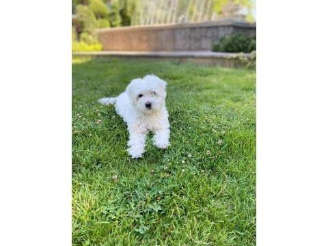 Ev ortamına uyumlu dişi maltese terrier yavrumuz