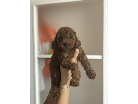 Evde büyüyen tuvalet eğitimli 2.5 kg olacak köpekler