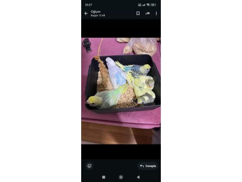 Yavru muhabbet kuşu ele alışkın uysal