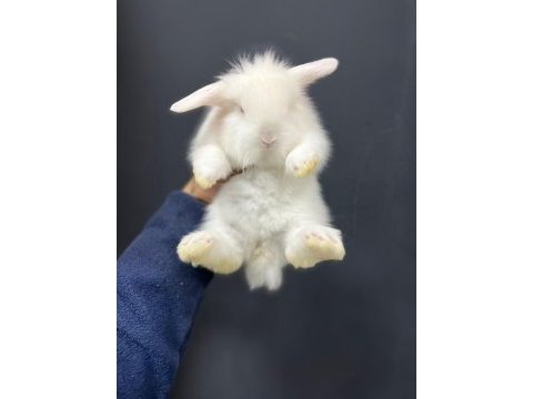 Hollanda teddy lop tavşanı yavruları