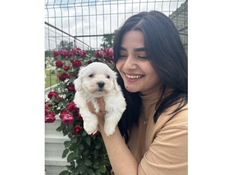 Kar tanesi maltese terrier