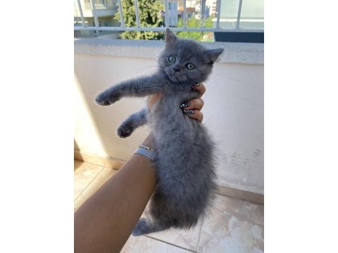 2 aylık british shorthair bebekler
