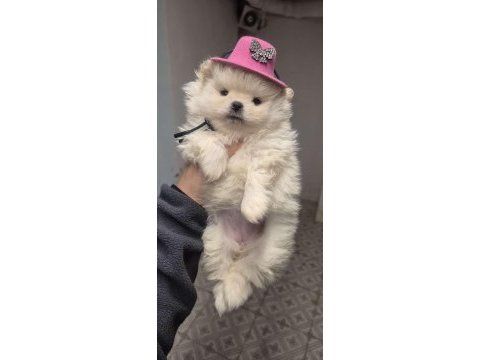 Pomeranian pamuklarımız