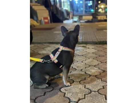 Özel french bulldog anatomisi çok iyi lilac