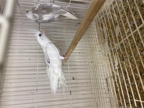 Toplu takım albino lutino grey wifi karışık sultan papağanı