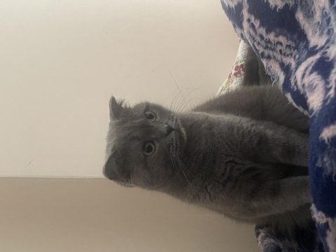 2,5 yaşında dişi british shorthair
