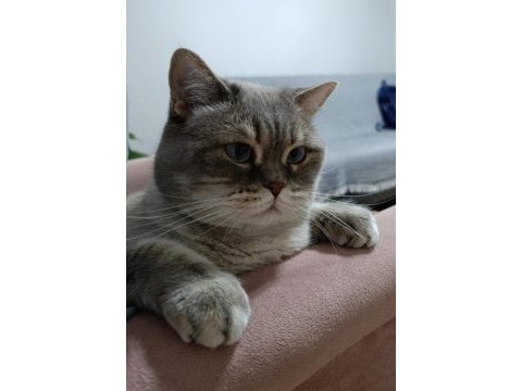 Bluepoint dişi british shorthair kedimiz
