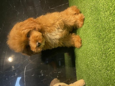 Poodle yavrumuz