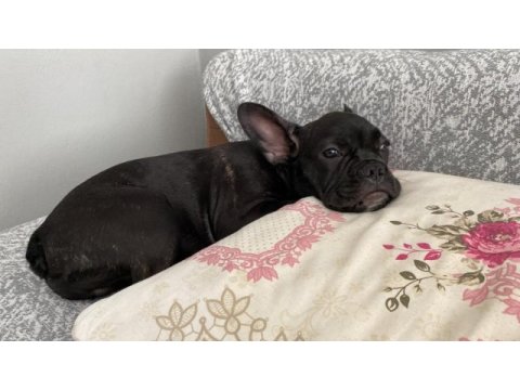 3,5 aylık french bulldog oğlumuzu sahiplendiriyoruz