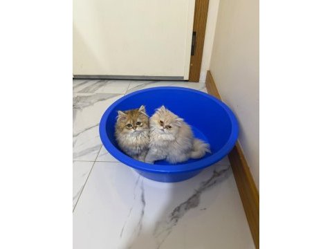Bebiş kedilerimi sahiplendiriyorum 2 beyaz ve 2 gri