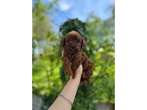 Bebek gibi toy poodle isteyen