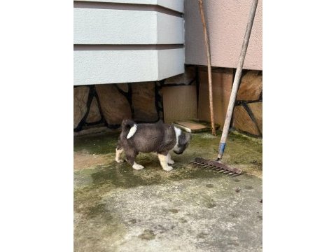 A kalite ayı gibi akita yavrular
