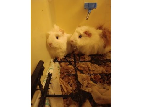 Guinea pigimi sahiplendiriyorum