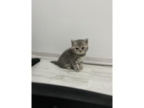 Scottish fold ve scottish straight 4 adet yavrularımız var