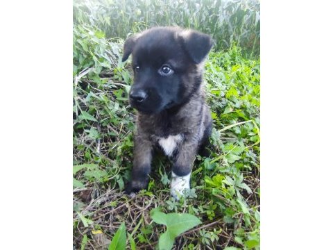 Amerikan akita yavrumuz yeni sahibini arıyor