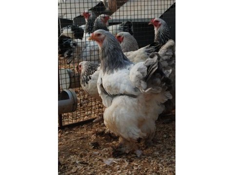 Light blue brahma kuluçkalık yumurta & civciv