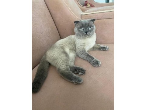 4 yaşında uysal kedim bulut için ömürlük yuva arıyorum