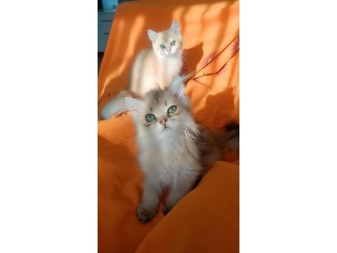 Full şecereli sevgi delisi kucak kedisi