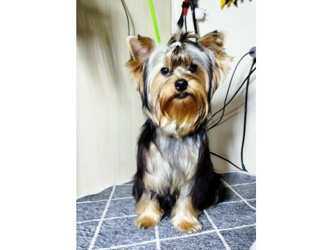 Mini erkek yavru yorkshire terrier