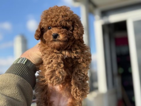Boy ve kg ram garantili tea cup kore poodle 