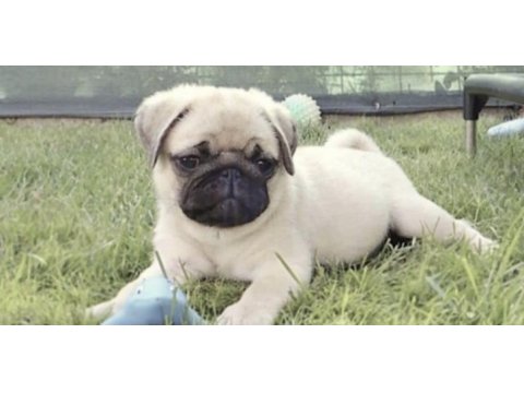 Pug safkan köpeğimiz