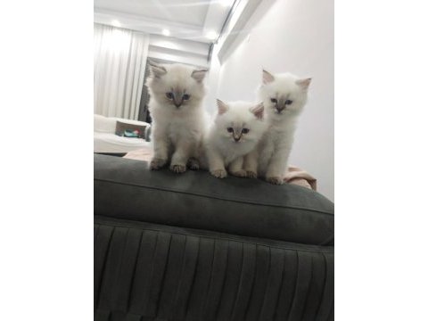 Show kalite british longhair
