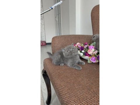 Minik panda sevenlere kedilerimiz