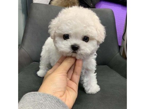 Zeki ve sevecen bichon frise yavrular